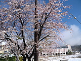 雪化粧した桜の花